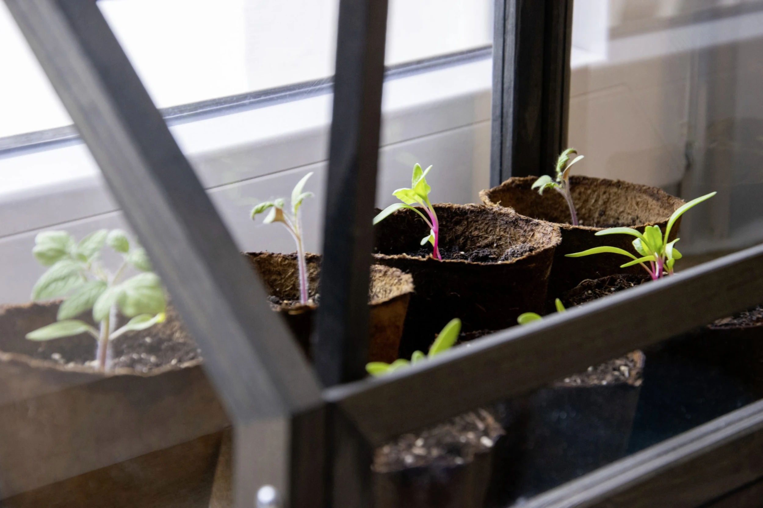 Dobar Mini-Gewächshaus für Kräuter mit Zinkwanne grau 38 x 20 x 24,5 cm Dobar Mini-Gewächshaus Für Kräuter Mit Zinkwanne Grau 38 X 20 X 24,5 Cm -Vitavia Speichern 4055894291689 3169692 scaled