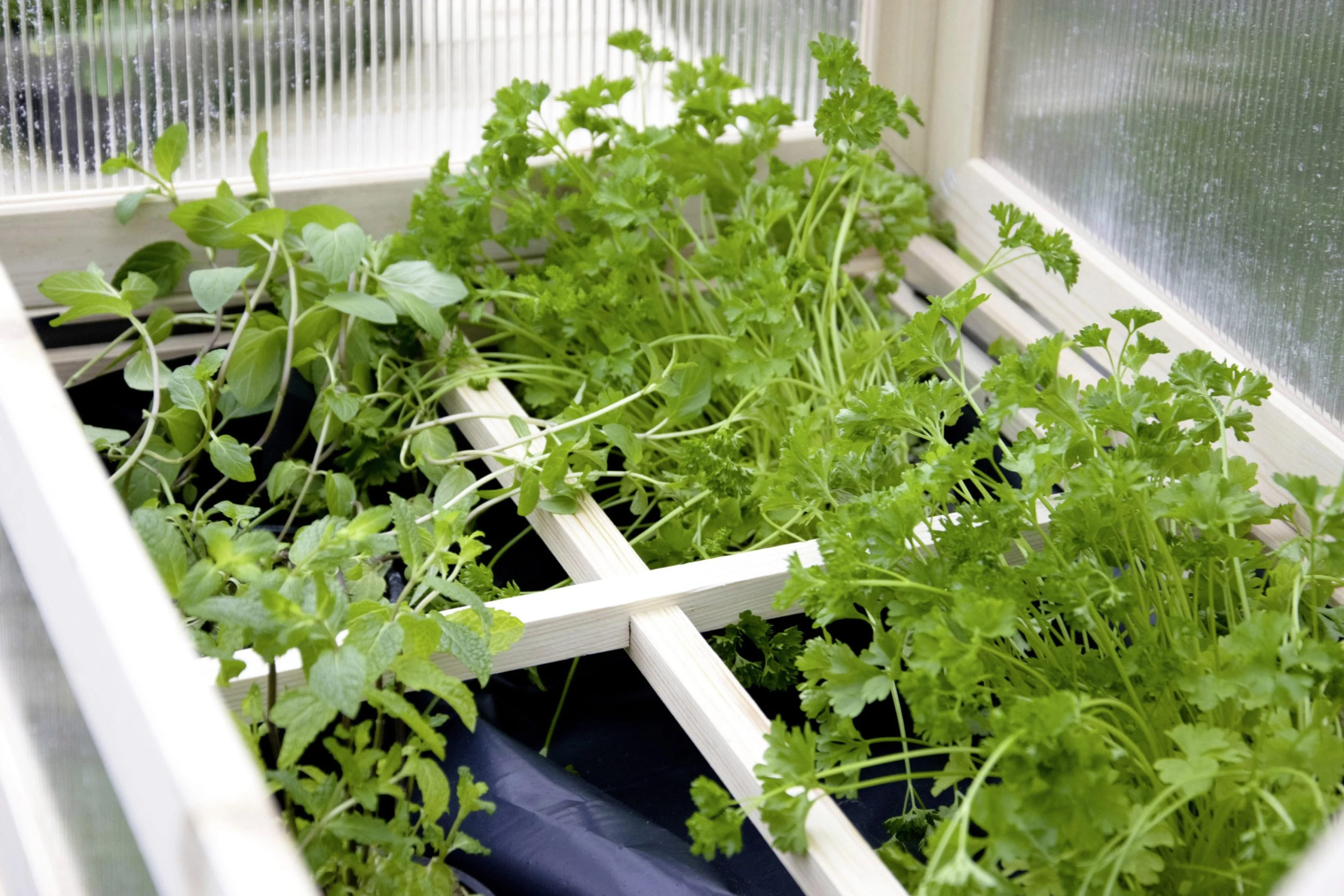 Dobar Erhöhtes Frühbeet mit Tisch & Haken transparent Kiefer 150 x 50 x 107 cm Dobar Erhöhtes Frühbeet Mit Tisch & Haken Transparent Kiefer 150 X 50 X 107 Cm -Vitavia Speichern 4055894583951 3169860 scaled