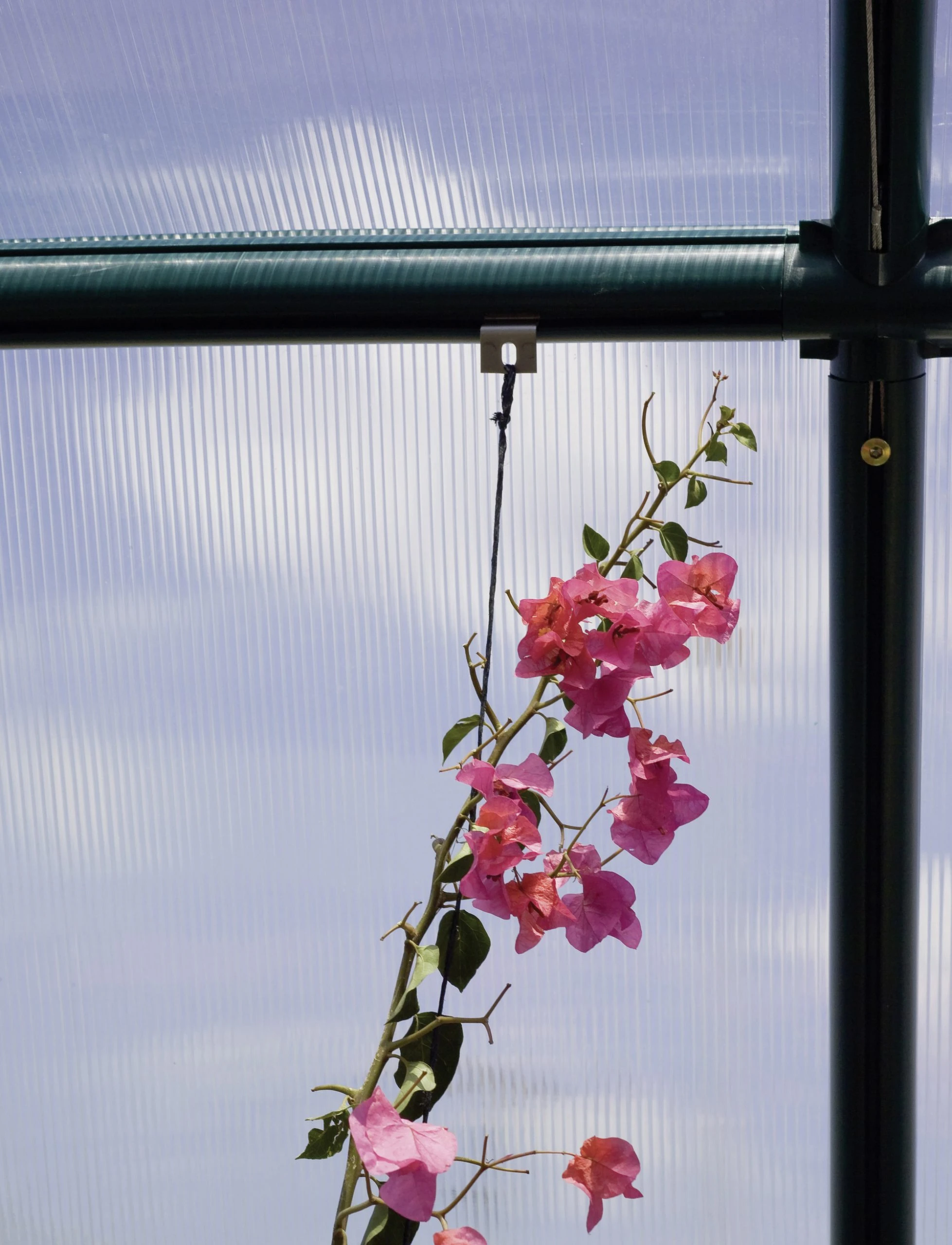 Rion Befestigungshaken passend zu jedem Rion Gewächshaus, 10 Stück Rion Befestigungshaken Passend Zu Jedem Rion Gewächshaus, 10 Stück -Vitavia Speichern 7290103121433 2613235 scaled